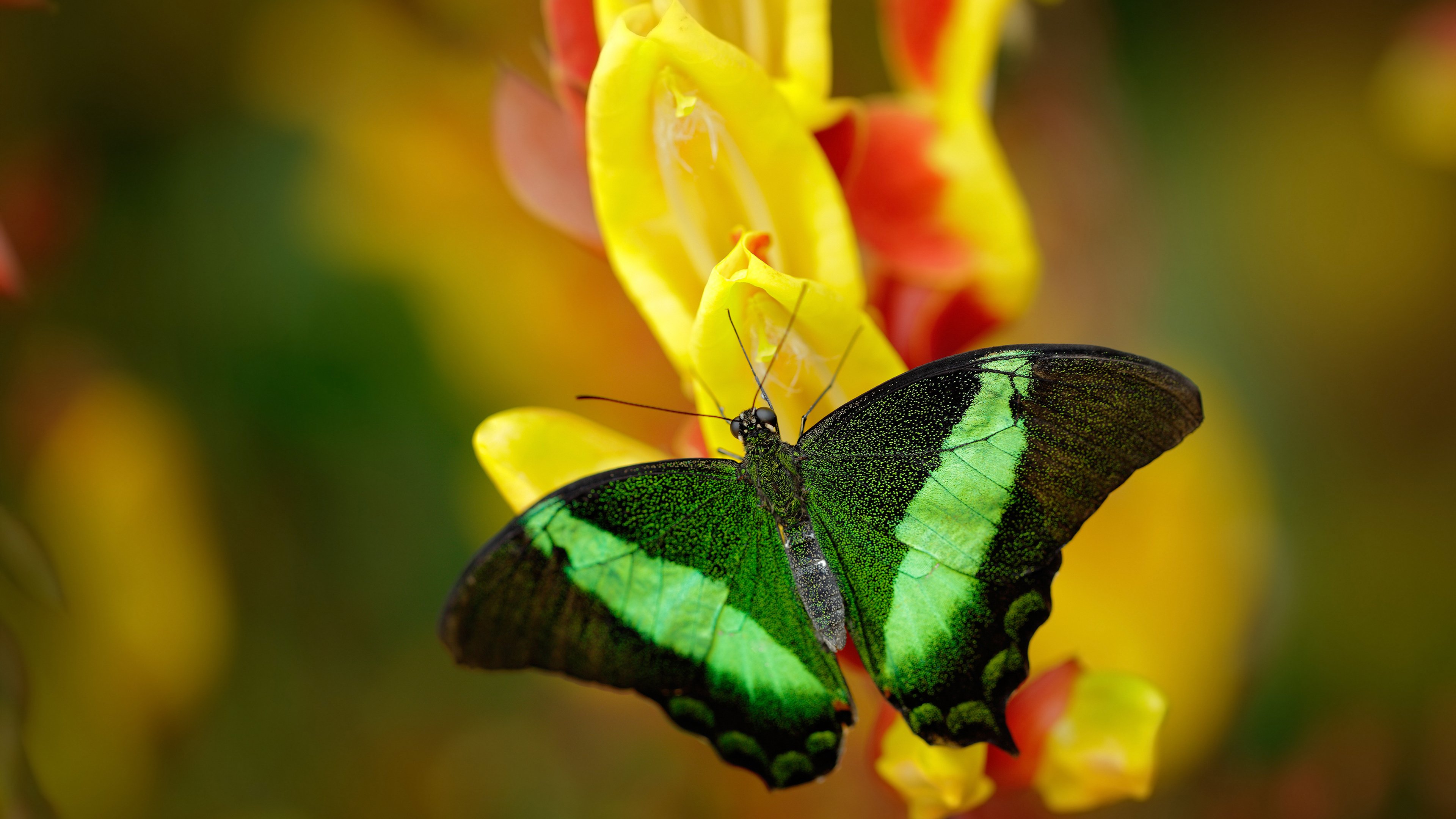 时光交错的8号，当卡塞米罗的节奏在意大利与德国的夹缝中回响