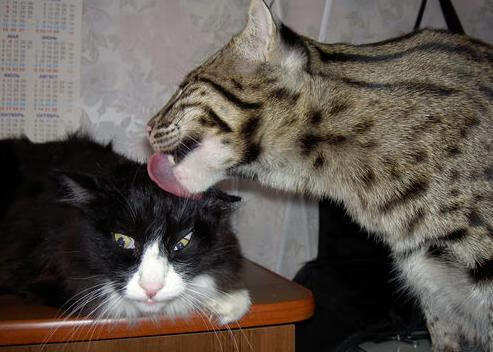 沉默与巨浪,弗拉霍维奇的美加墨交响之夜