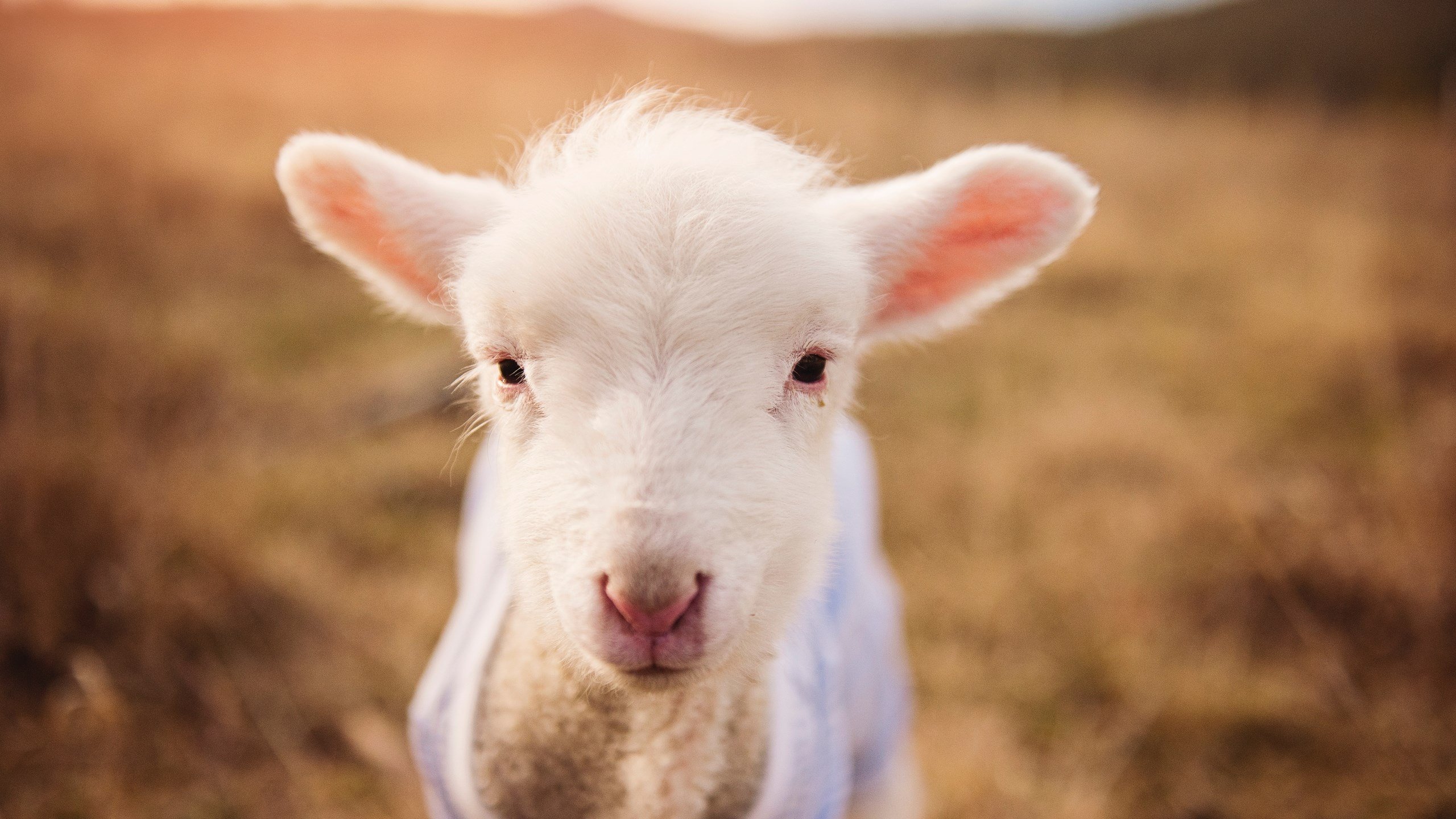时间的窃贼，罗德里如何在新西兰最后一秒偷走爱尔兰的胜利