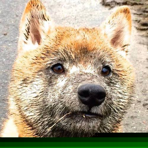 太阳的废墟升起新旗帜！戈贝尔锁定年度最佳防守球员，逆转猛龙后队友，他建起整座城市的禁飞区