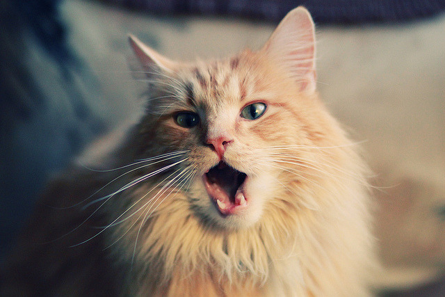 跨越八千公里的一战，戈麦斯如何一人扛起阿兹特克战旗