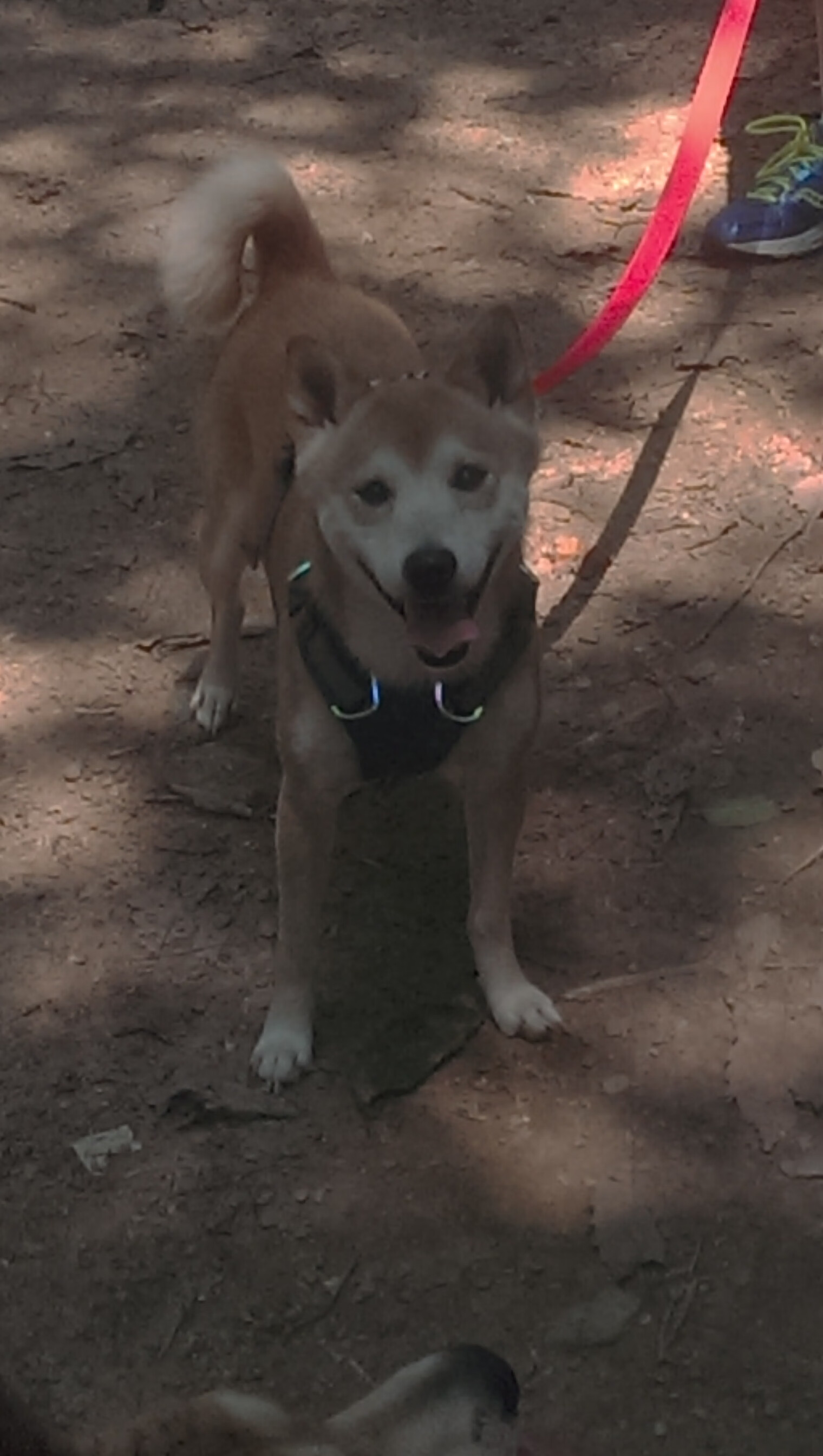 绿茵无疆界，当德甲争冠的尘埃落定，另一片战场上苏格兰的凯歌为谁而鸣？