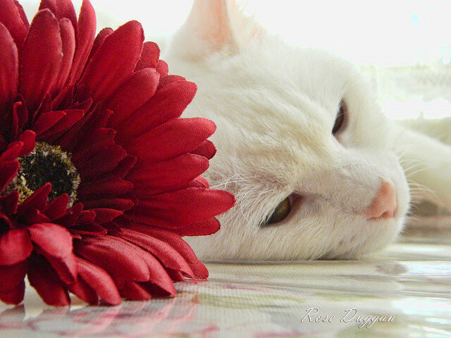 开云体育-欧冠决赛焦点战，76人爆冷公牛，创造历史性逆转